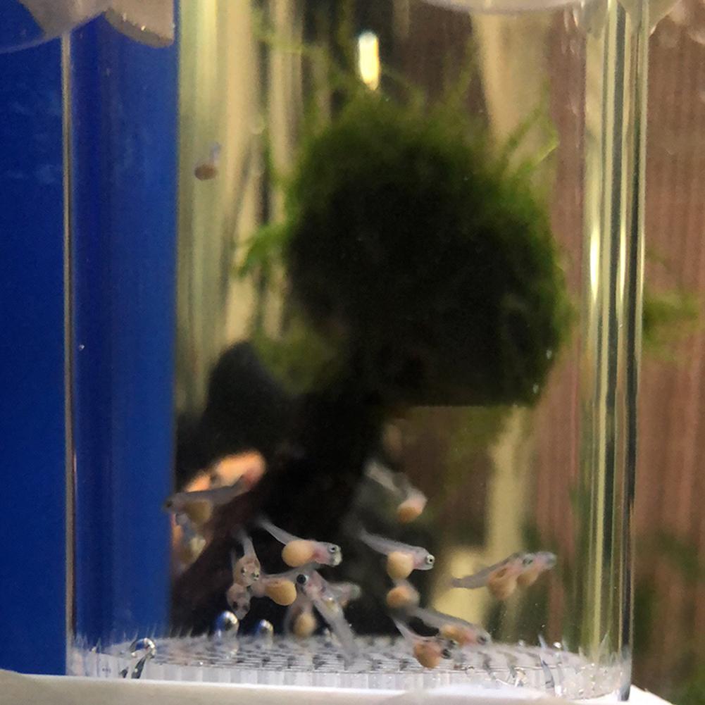 Инкубатор-тумблер для аквариум – обзор и цена Marine Aquarium Kit